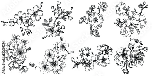 Sakura flower. Floral botanical flower. Isolated illustration element. Vector hand drawing wildflower for background, texture, wrapper pattern, frame or border.
