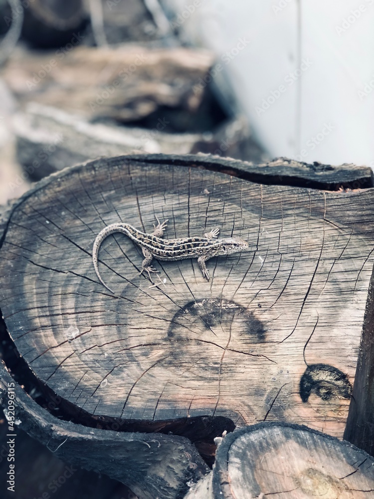 lizard on old wood dragon