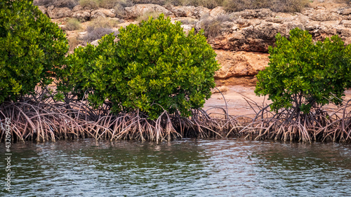 Landscape view of mangroves growing on the banks of Yardie Creek in the Ningaloo National Park, near Exmouth in Western Australia