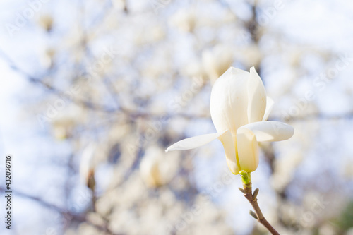 one magnolia bloosom flower...
