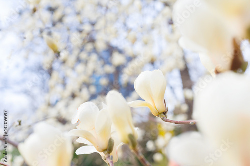 magnolia bloosom tree flowe...