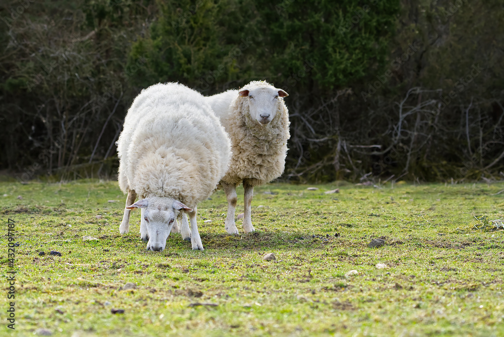 Sheep eating fresh grass. unshorn sheep in a spring field. Sheep looking to camera, Farming, free grazing concept, autumn field Sheep eating fresh grass. unshorn sheep in a spring field. Sheep looking to camera, Farming, free grazing concept, autumn field