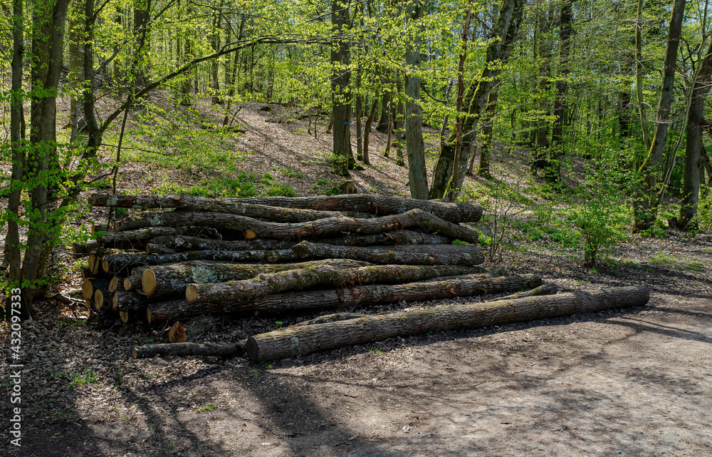 Baumstämme gefällt