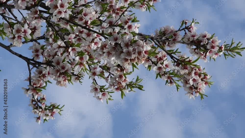 Spring garden with fruit tree in bloom at blue sky background with white clouds. Lush pink white blooms and fresh green leaves at apricot tree branches swaying in wind. Gardening vertical video Spring garden with fruit tree in bloom at blue sky background with white clouds. Lush pink white blooms and fresh green leaves at apricot tree branches swaying in wind. Gardening vertical video