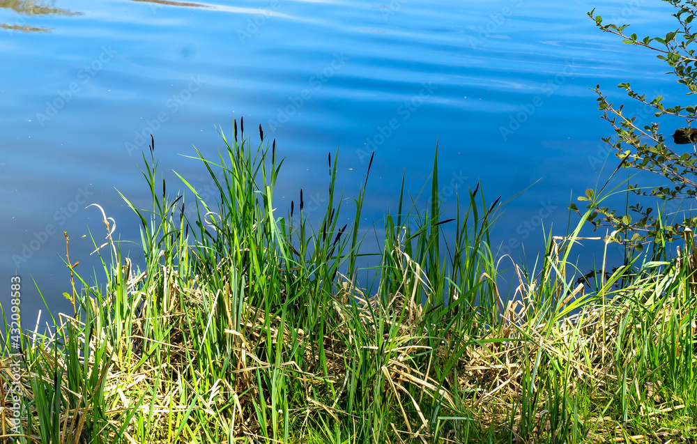 Gras