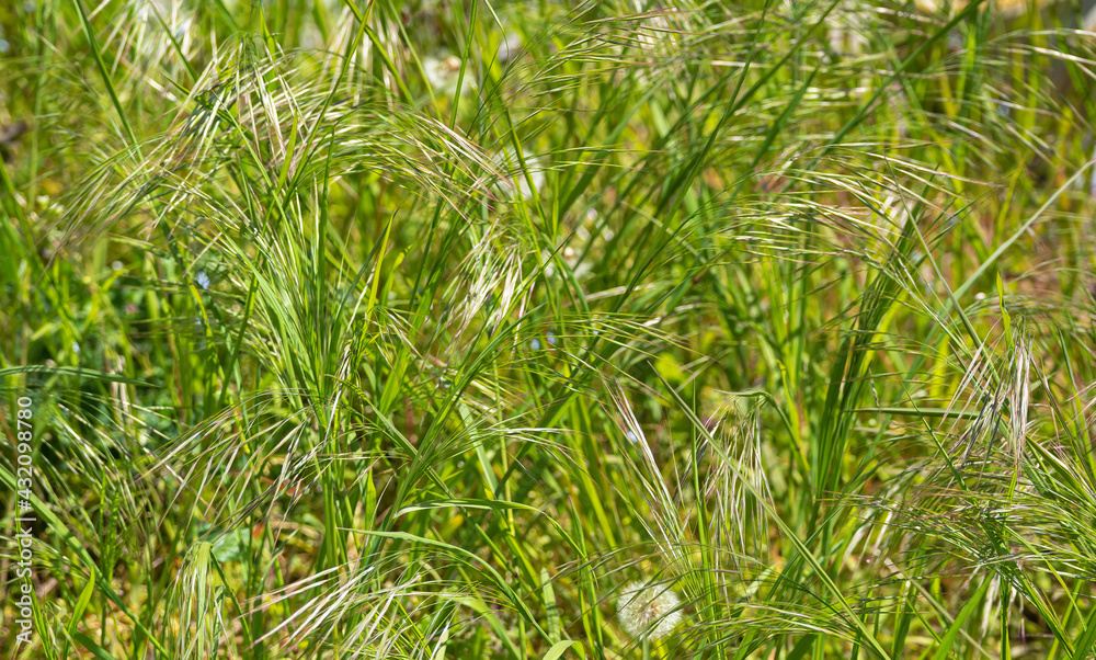 Gras