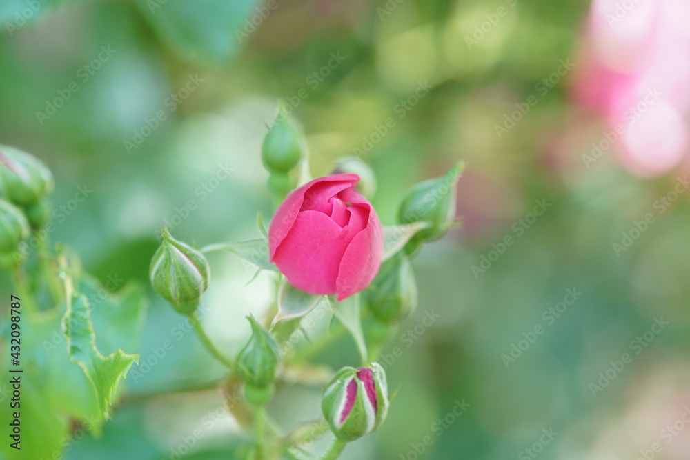 rose flower garden in spring