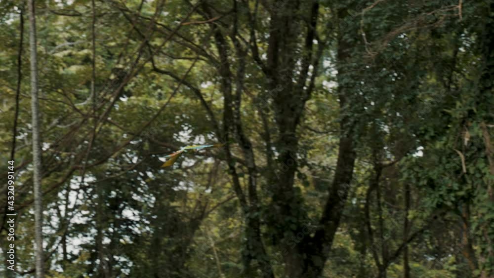Beautiful green macaw flying on tree branch in Costa Rica forest. Slowmotion Beautiful green macaw flying on tree branch in Costa Rica forest. Slowmotion