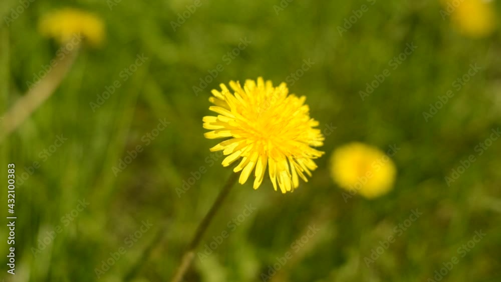 Beautiful yellow dandelion close up on green grass on a sunny day, macro video Beautiful yellow dandelion close up on green grass on a sunny day, macro video