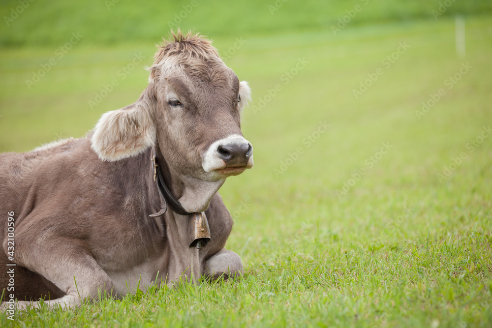 A brown alpine cow resting in a green pasture in Dolomites area A brown alpine cow resting in a green pasture in Dolomites area