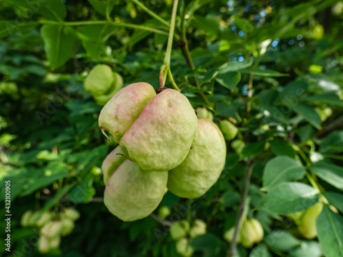 Close up shot of the fruits of the European bladdernut(Staphylea pinnata), that are inflated papery capsules, ripening in autumn, growing in botanic garden photo