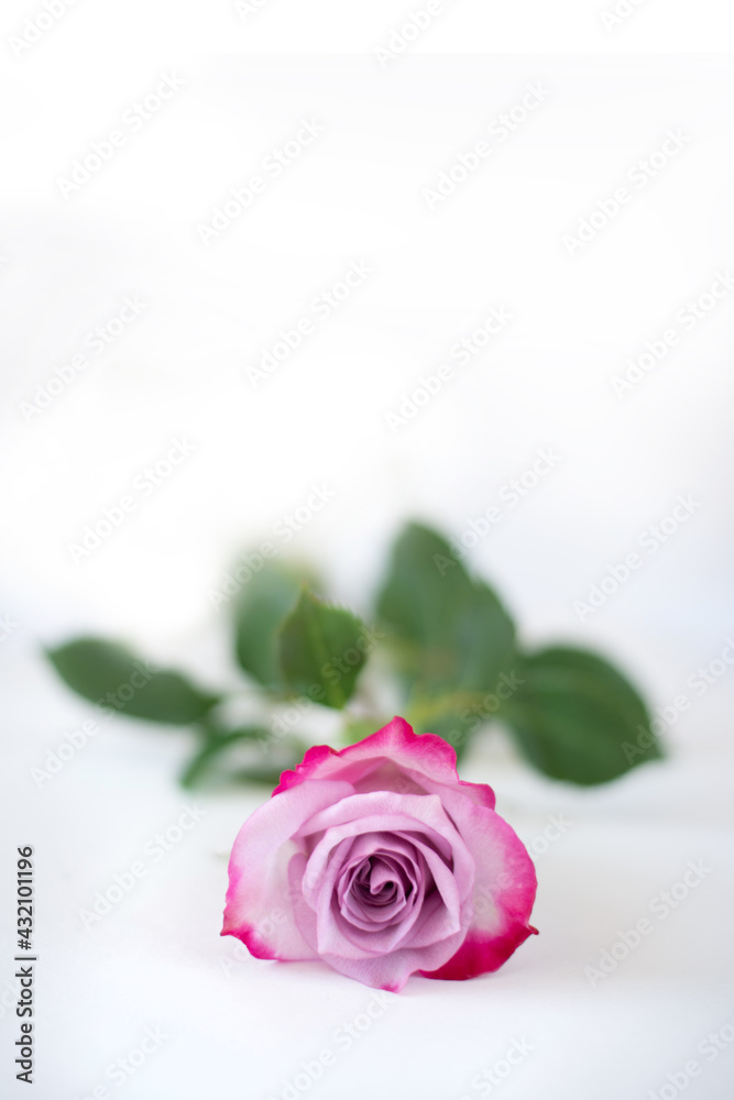Pink rose on white background with shadow. One bicolor rose lies on a white background. Place for text Pink rose on white background with shadow. One bicolor rose lies on a white background. Place for text