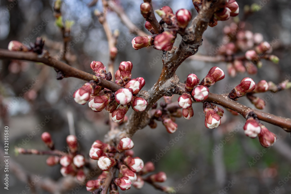 Spring branch of blossoming apricot. Beautiful flowers of future delicious fruits of apricot. Awakening spring nature. 3d illustration. Spring branch of blossoming apricot. Beautiful flowers of future delicious fruits of apricot. Awakening spring nature. 3d illustration.