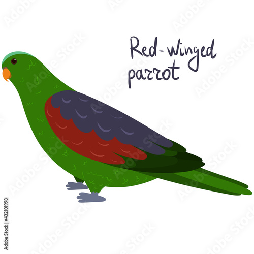 Red-winged parrot in cartoon style on white background. Vector hand drawn illustration. Aprosmictus erythropterus photo