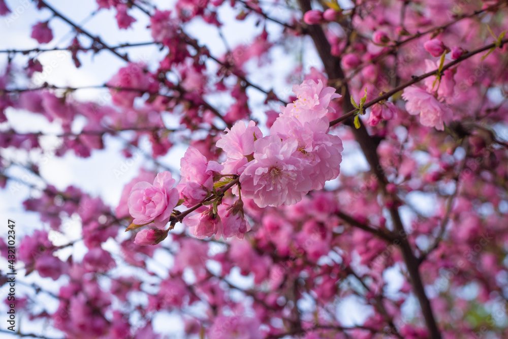 A blooming spring branch of a Chinese rose tree. Rose buds and plum blossoms, or Prunus Triloba with bokeh effect on a natural background. A blooming spring branch of a Chinese rose tree. Rose buds and plum blossoms, or Prunus Triloba with bokeh effect on a natural background.