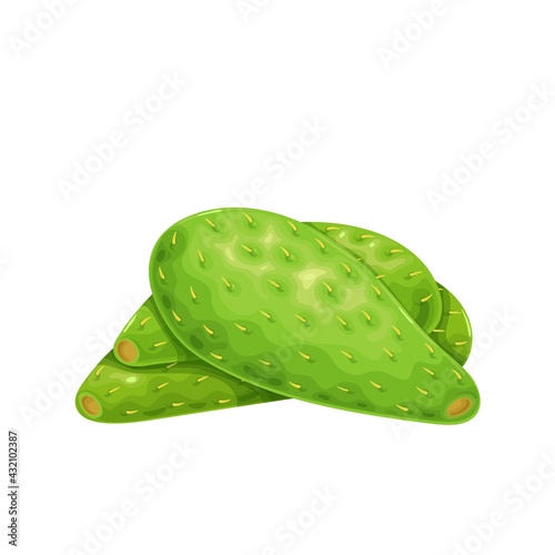 Green cactus leaf nopales icon vector illustration.