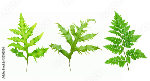 set of tropical fern leaf on white background for design elements  Flat lay