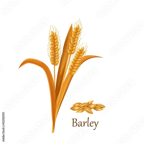 Barley grass cereal crops, agricultural plant vector illustration. Heap of barley grains seeds.