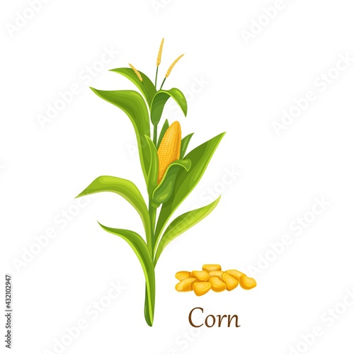 Corn plant with cob and flowers. Heap yellow corn grain or kernel, maize vector illustration.