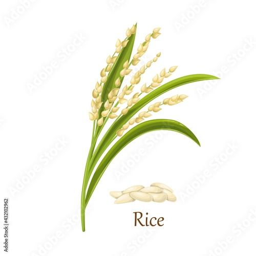 Rice seed of the grass Oryza sativa (Asian rice) or Oryza glaberrima, agricultural plant vector illustration. Heap of rice grains seeds.