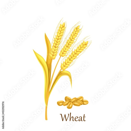 Wheat grass cereal crops, agricultural plant vector illustration. Heap of wheat grains seeds.