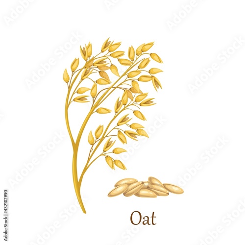 Oat grass cereal crops, agricultural plant vector illustration. Heap of oat grains seeds.