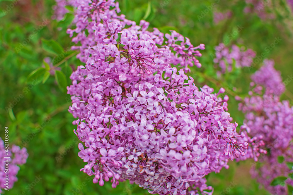 Beautiful lilac flowers with selective focus. Purple lilac flower with blurred green leaves. Spring blossom. Blooming lilac bush with tender tiny flower. Purple lilac flower on the bush. Summer time.