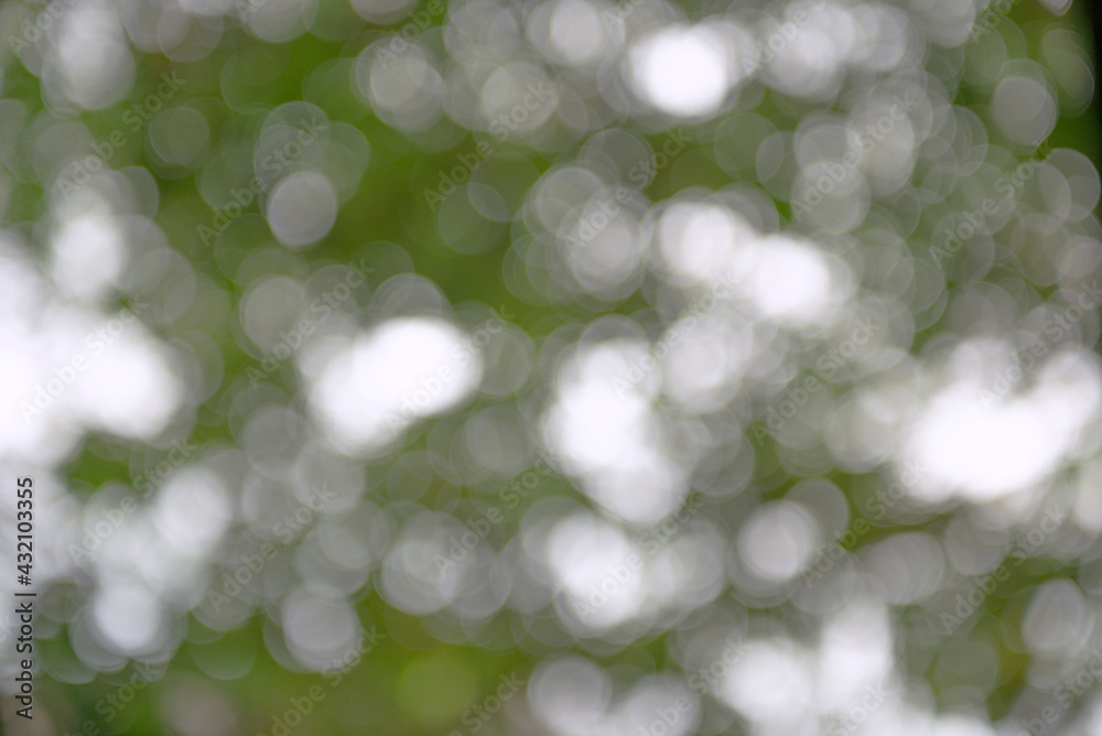 Fototapeta premium Green plants