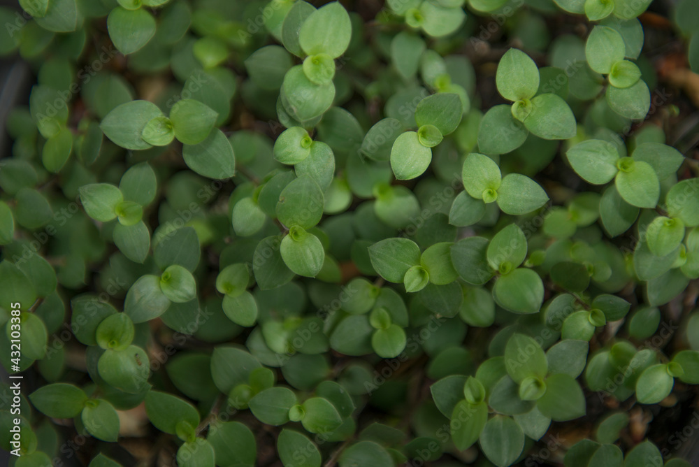 Soil with growing plants above it in the pot Soil with growing plants above it in the pot