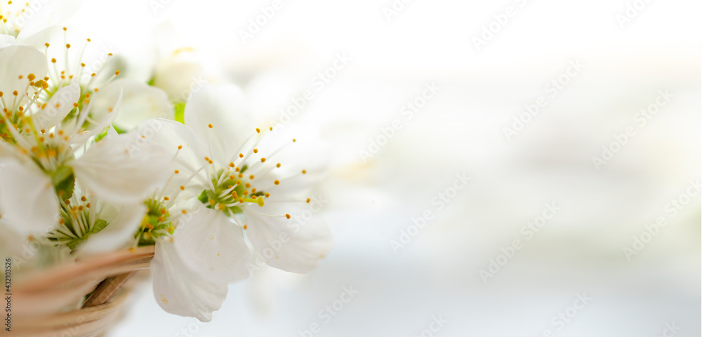 Cherry flowers background. Spring Blossom border. Soft focus image with copy space. Sunny spring day. Cherry blooming. Beautiful flowers, close-up. Banner with copy space Cherry flowers background. Spring Blossom border. Soft focus image with copy space. Sunny spring day. Cherry blooming. Beautiful flowers, close-up. Banner with copy space