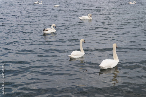 swans on the sea