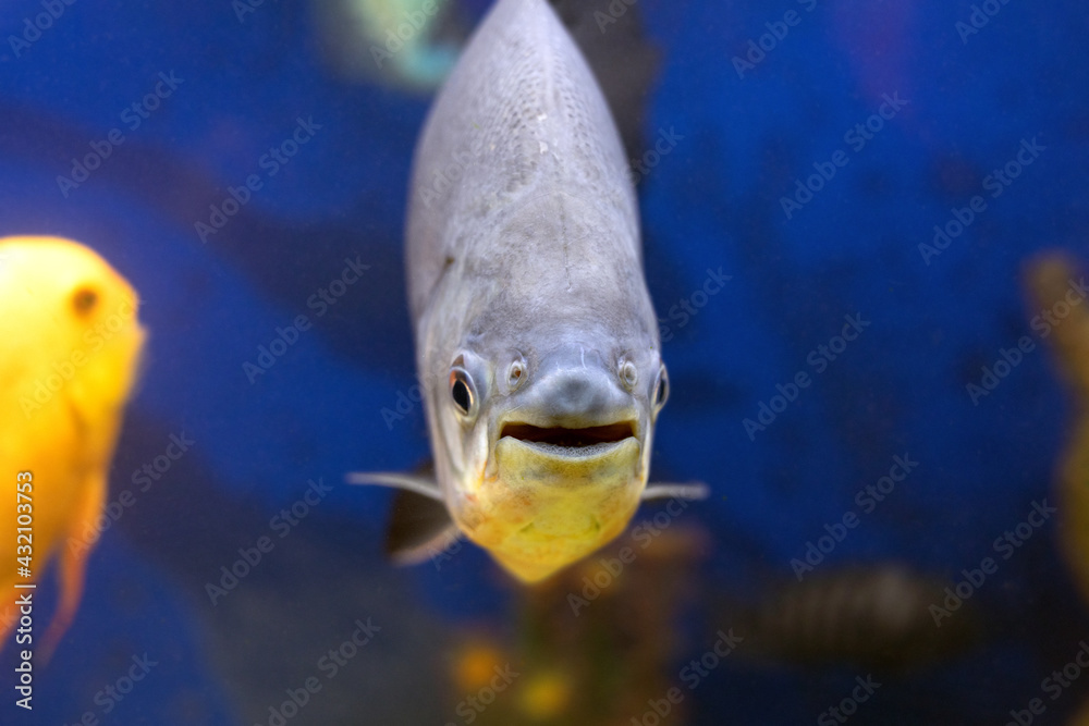 Black pacu fish fish face with open mouth and big eyes closeup shot.  Colossoma macropomum Stock Photo