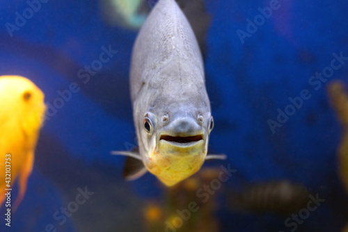 Black pacu fish fish face with open mouth and big eyes closeup shot. Colossoma macropomum photo