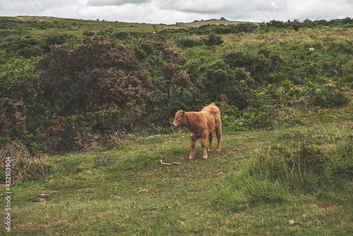 Dartmoor Cows, Dartmoor National Park, UK © Henry Clayton