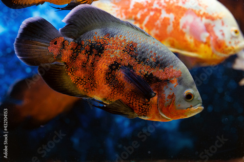 Tiger Oscar Fish close-up. Adult tropical fish astronotus ocellatus in aquarium