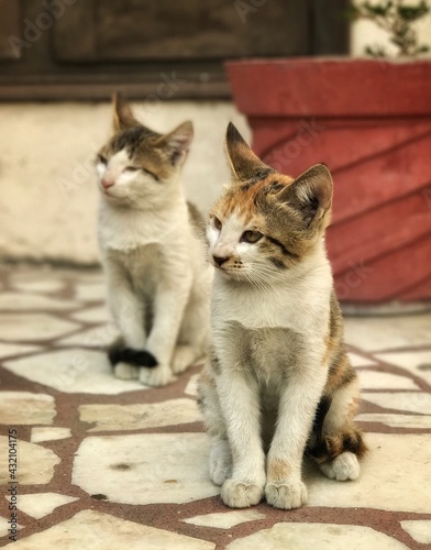 Adorable cats