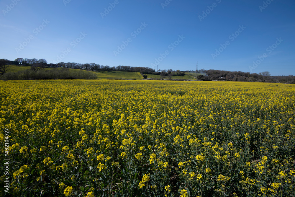 Oilseed rape crop on a farm in Combe valley, East Sussex