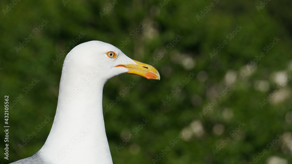 Seagull face Seagull face