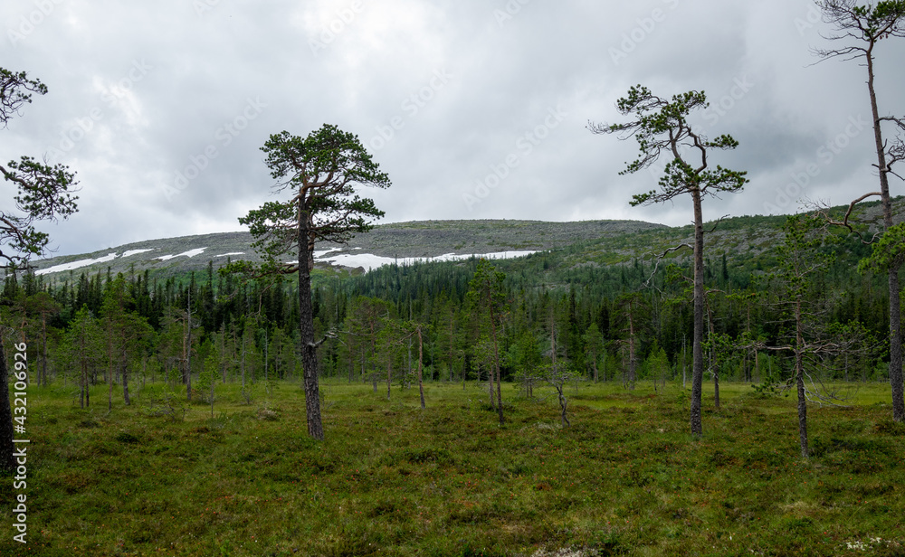 Wetland, mire landscape in Fulufjällets National park, Sweden