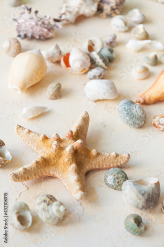 seashells on a beige sand background. vertical frame
