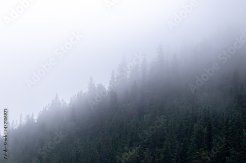 Fog on mountain slope. Early Morning. Forest with spruces.