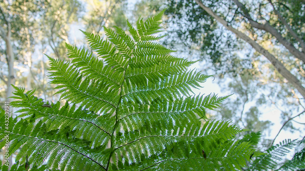 A leafy green fern branch. A leafy green fern branch.