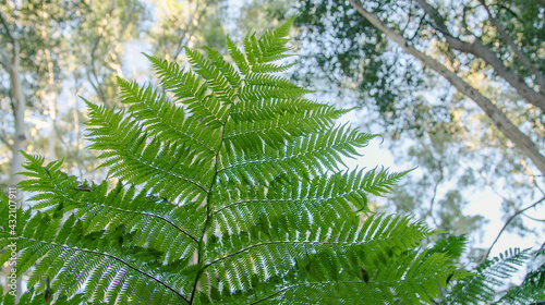 A leafy green fern branch.