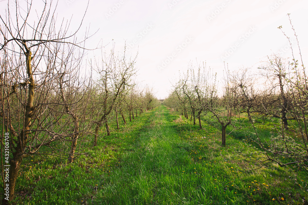 The plantation of young apple trees in the farm The plantation of young apple trees in the farm