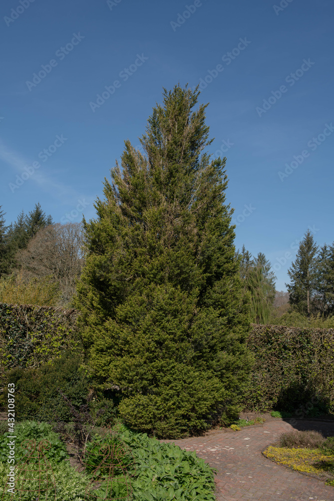 Spring Foliage of the Evergreen Dwarf Conifer Cedar of Lebanon Tree (Cedrus libani 'Comte de Dijon') Growing in a Garden with a Bright Blue Sky Background in Rural Devon, England, UK Spring Foliage of the Evergreen Dwarf Conifer Cedar of Lebanon Tree (Cedrus libani 'Comte de Dijon') Growing in a Garden with a Bright Blue Sky Background in Rural Devon, England, UK