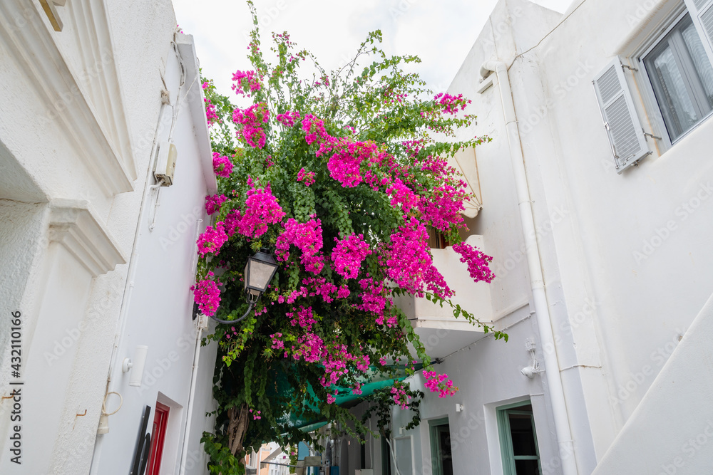 Blooming bougainvillea flowers on street in Parikia on the island of Paros. Cyclades, Greece