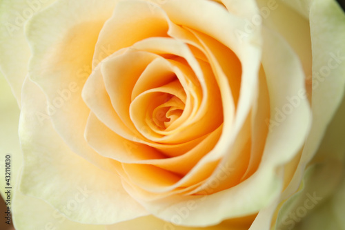 Beautiful yellow rose on whole background  close up