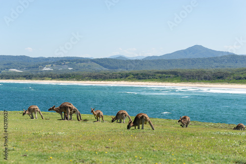 Group of Grey Kangaroo Feeding whit Sea Landscape at Background.Nature Concept.Wildlife Concept © nicolas