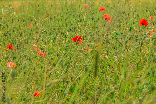 Meadow with wildflowers. Field with grain barley, wheat, rapeseed with fruit stem. Green plants with stems. Poppy plant with red petals. Lots of poppy pods in the grassland