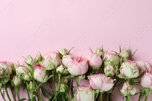 Beautiful roses on pink background, space for text